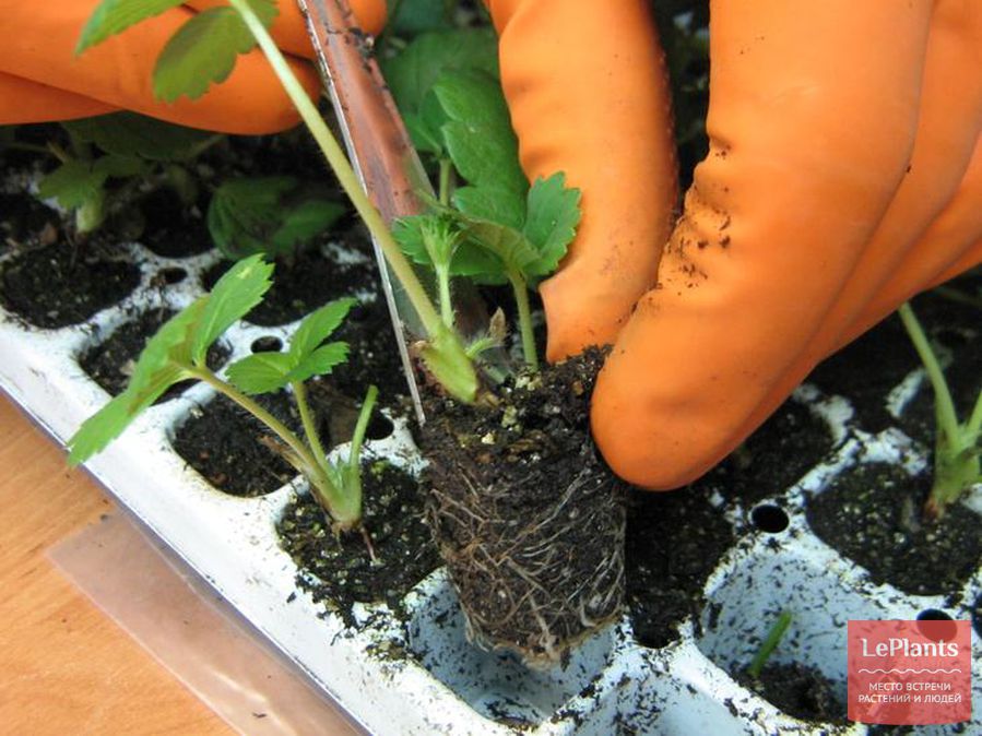 Как вырастить землянику из семян на даче
