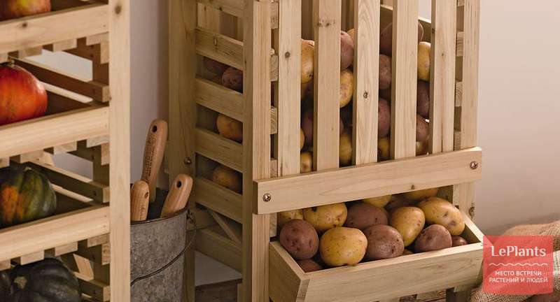 Как хранить картошку в квартире, на балконе, в погребе зимой ❄️