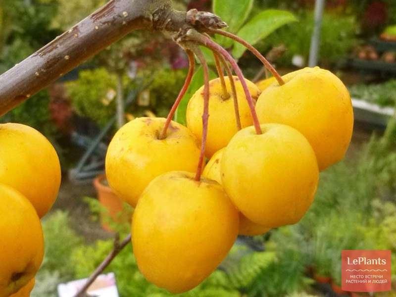 Яблоня 'Крэб Кола' — описание сорта, характеристики | на LePlants.ru
