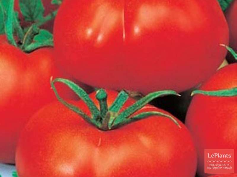 Томат 'Атаман' — описание сорта, характеристики | на LePlants.ru