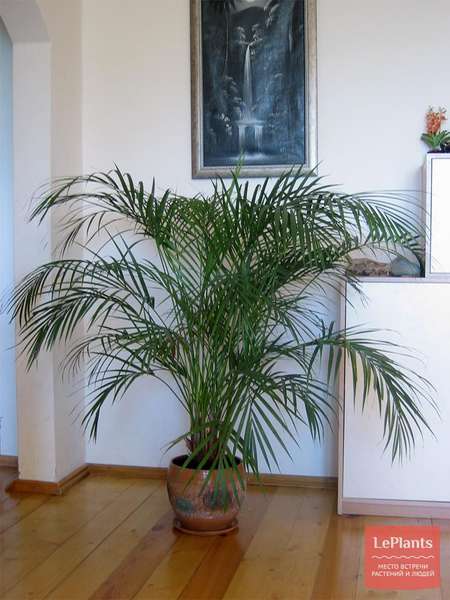 Дипсис (Dypsis) — описание, выращивание, фото | на LePlants.ru