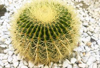 Echinocactus Grusonii