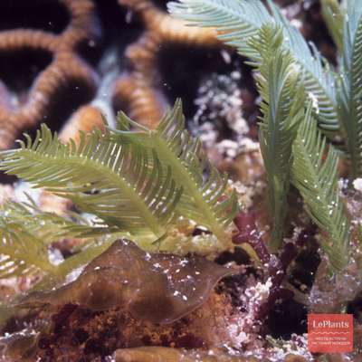 Каулерпа Перистая