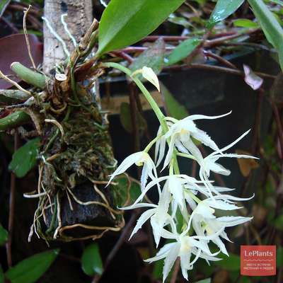 Необычные орхидеи