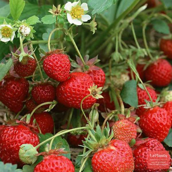 Земляника садовая (Fragaria x ananassa) — описание, выращивание, фото ...