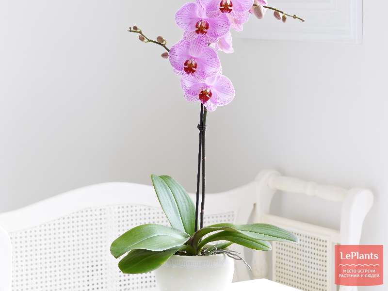 Фаленопсис — Сад "Мои" — Елена Григоренко (id4060) — на Leplants.ru