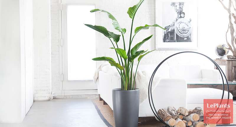Большие растения в интерьере квартире: фото, описания, условия содержания