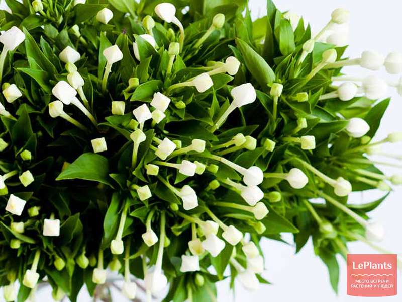 Бувардия (Bouvardia) — описание, выращивание, фото | на LePlants.ru