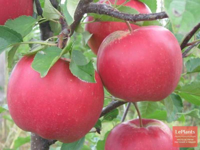 Яблоня 'Лада' — описание сорта, характеристики | на LePlants.ru