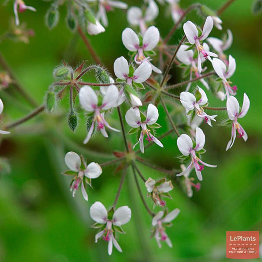 Пеларгония войлочная (Pelargonium tomentosum) — описание, выращивание ...