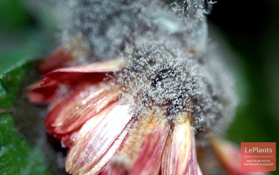 цинния, выращивание из семян – фото серой гнили
