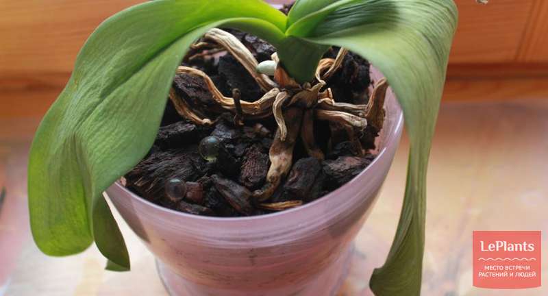 Вредители орхидей фаленопсис, фото