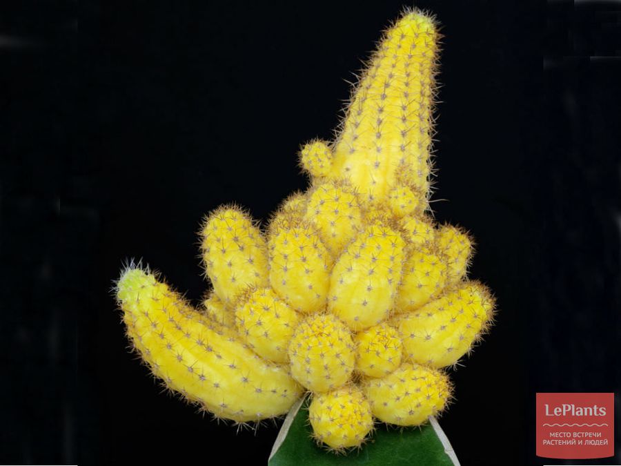 Echinopsis chamaecereus 'lutea'