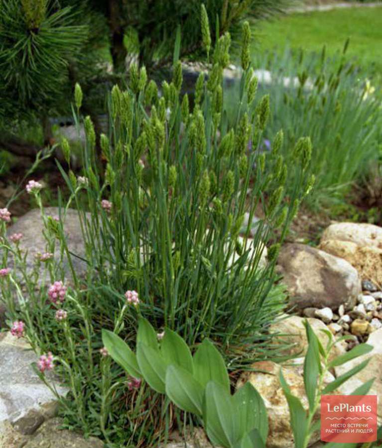 Житняк (Agropyron) — описание, выращивание, фото | на LePlants.ru