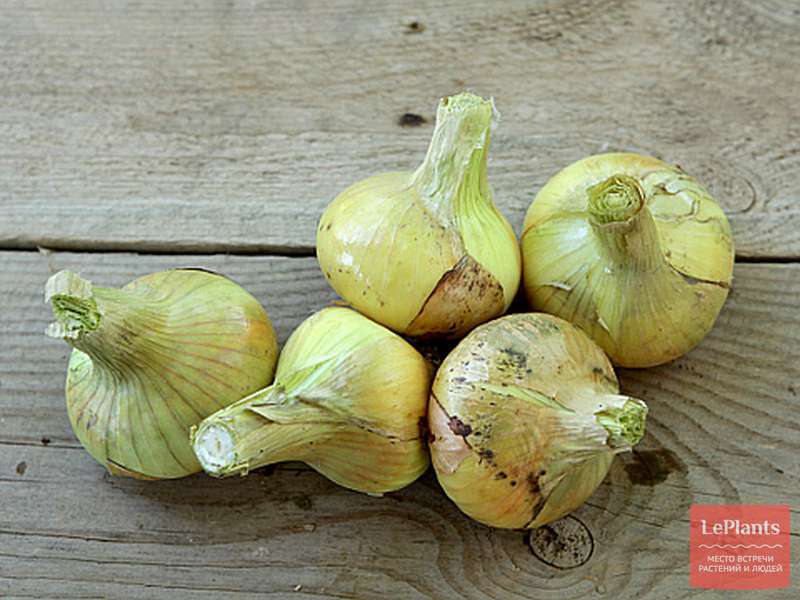 Лук-шалот 'Спринт' — описание сорта, характеристики | на LePlants.ru