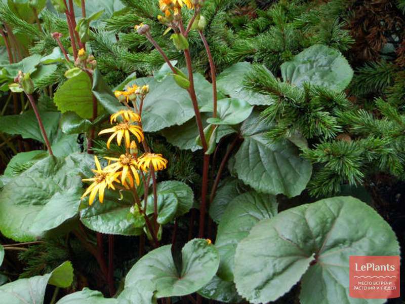 Бузульник зубчатый (Ligularia dentata) — описание, выращивание, фото ...