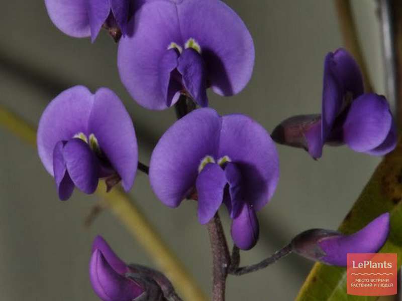 Гарденбергия Комптона (Hardenbergia comptoniana) — описание ...