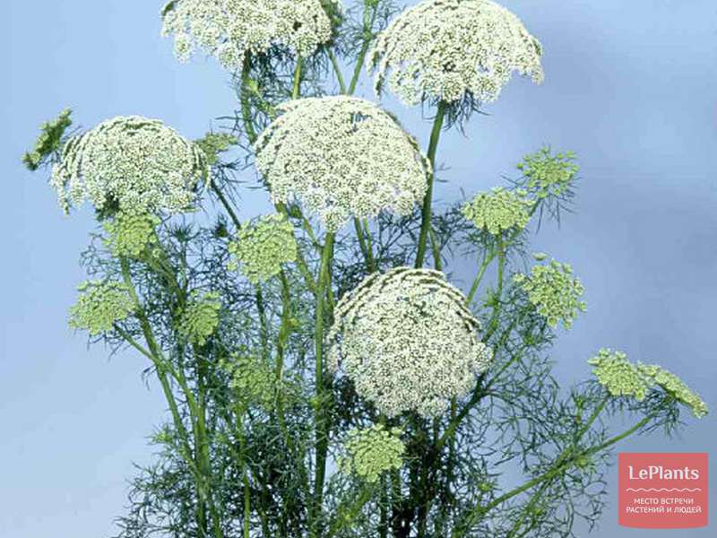Амми (Ammi) — описание, выращивание, фото | на LePlants.ru