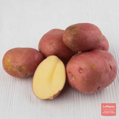 Картофель Манифест