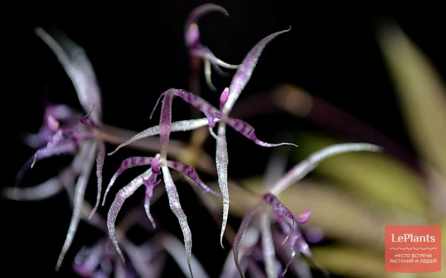 Цветы Макроклиниума манабинского