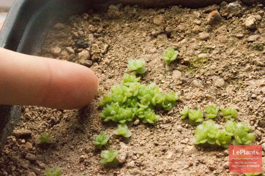 как вырастить эониум из семян