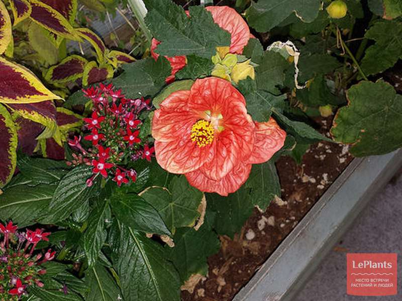 Абутилон 'Белла' (Abutilon 'Bella') — описание, выращивание, фото | на ...