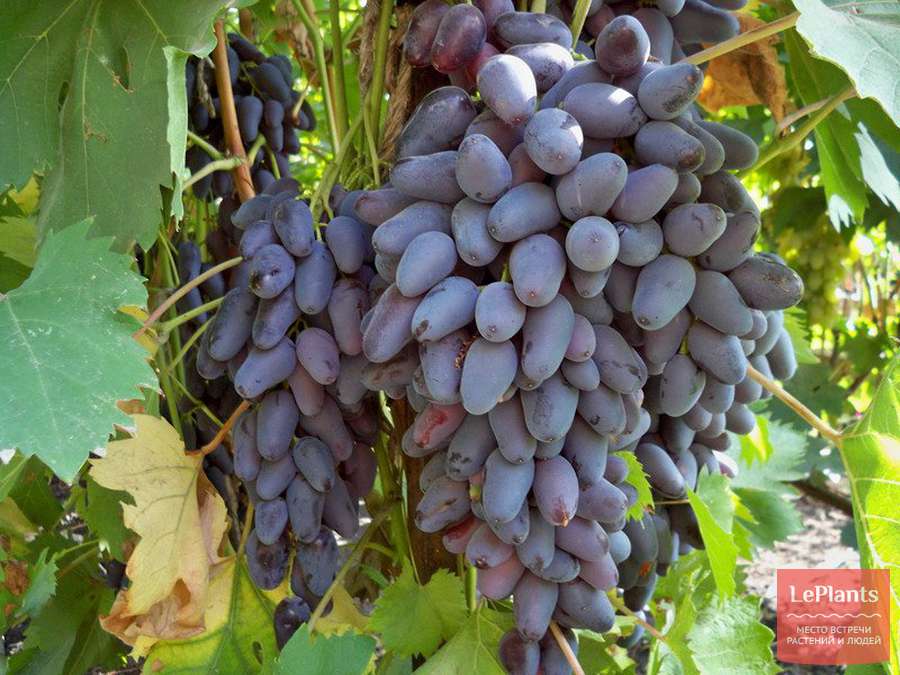 Виноград культурный Юбилей Журавля — описание сорта, характеристики