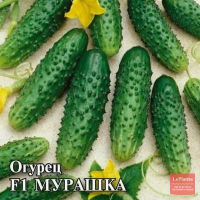 Огурец 'Мурашка F1'