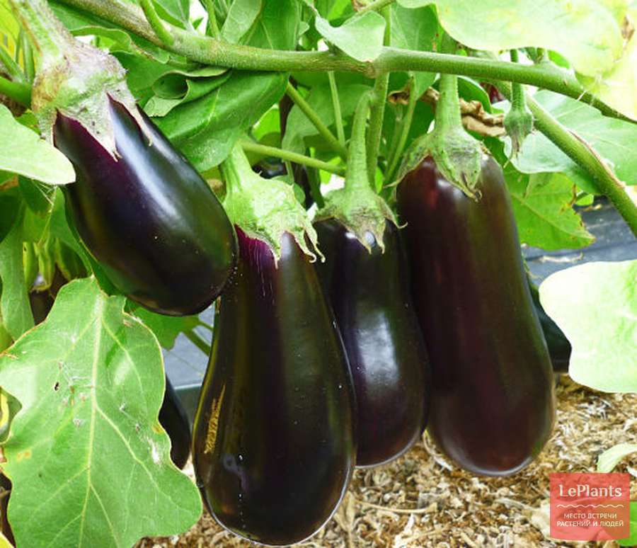 Баклажан (Solanum melongena) — описание, выращивание, фото