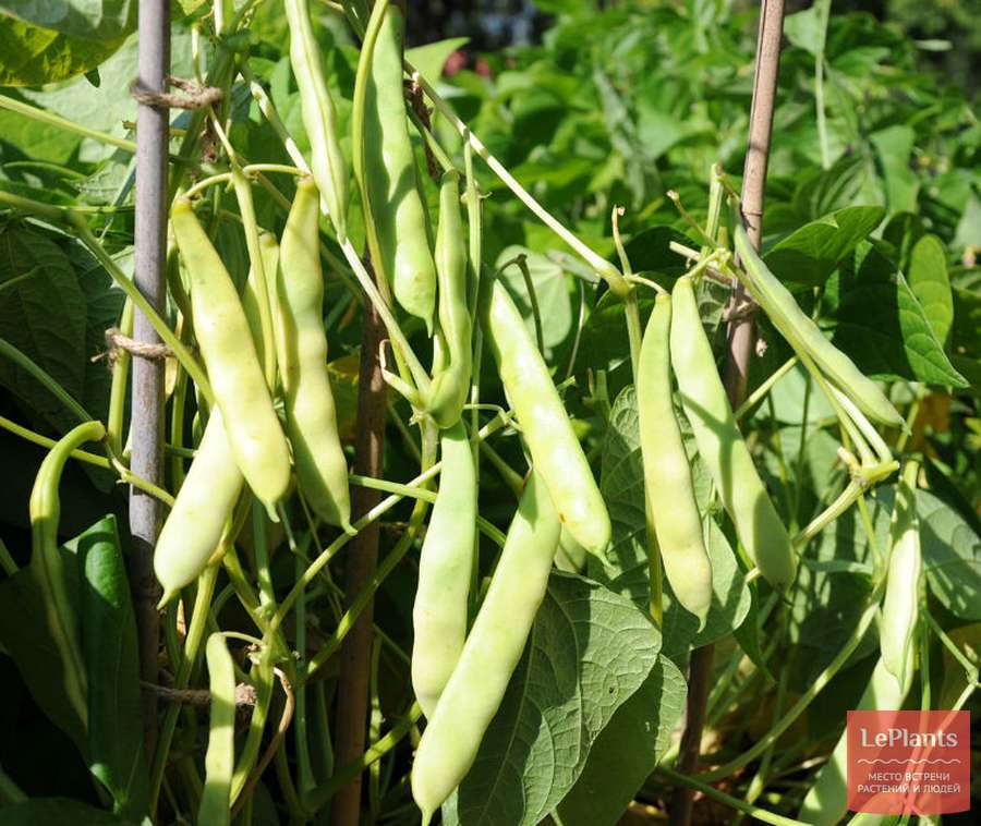 Фасоль обыкновенная (Phaseolus vulgaris) — описание, выращивание, фото