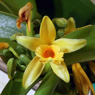 Ученые изучили причины необычайно широкого видового разнообразия орхидных