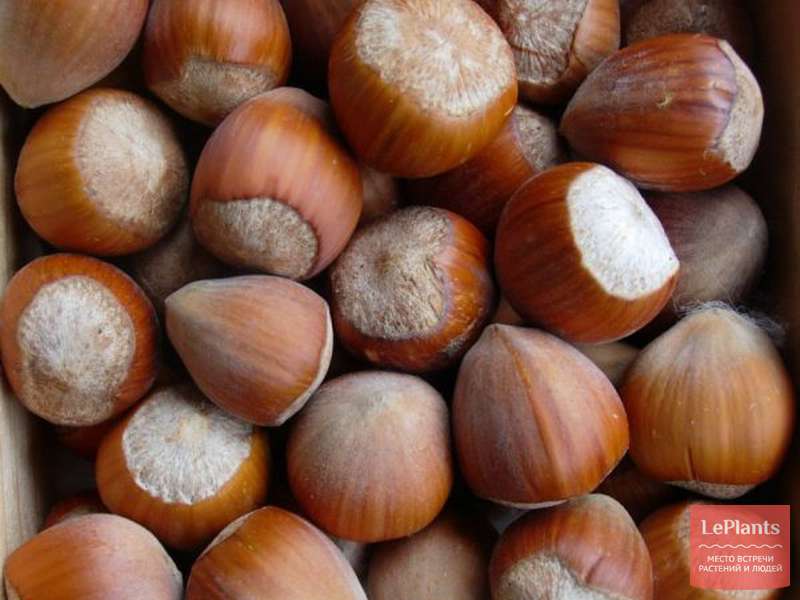 Фундук 'Карамановский' — описание сорта, характеристики | на LePlants.ru