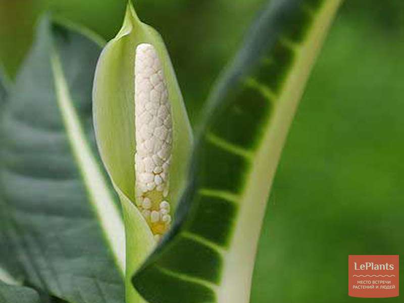 Диффенбахия эрстеда (Diefenbachia oerstedii) — описание, выращивание ...