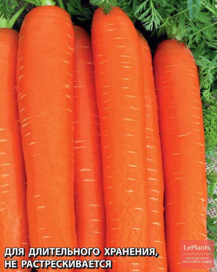 Другие сорта красной моркови