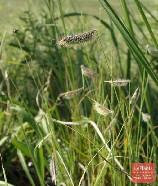 Бутелуа (Bouteloua) — описание, выращивание, фото | на LePlants.ru