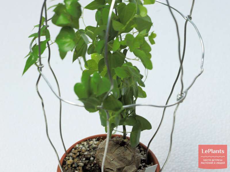 Диоскорея (Dioscorea) — описание, выращивание, фото | на LePlants.ru