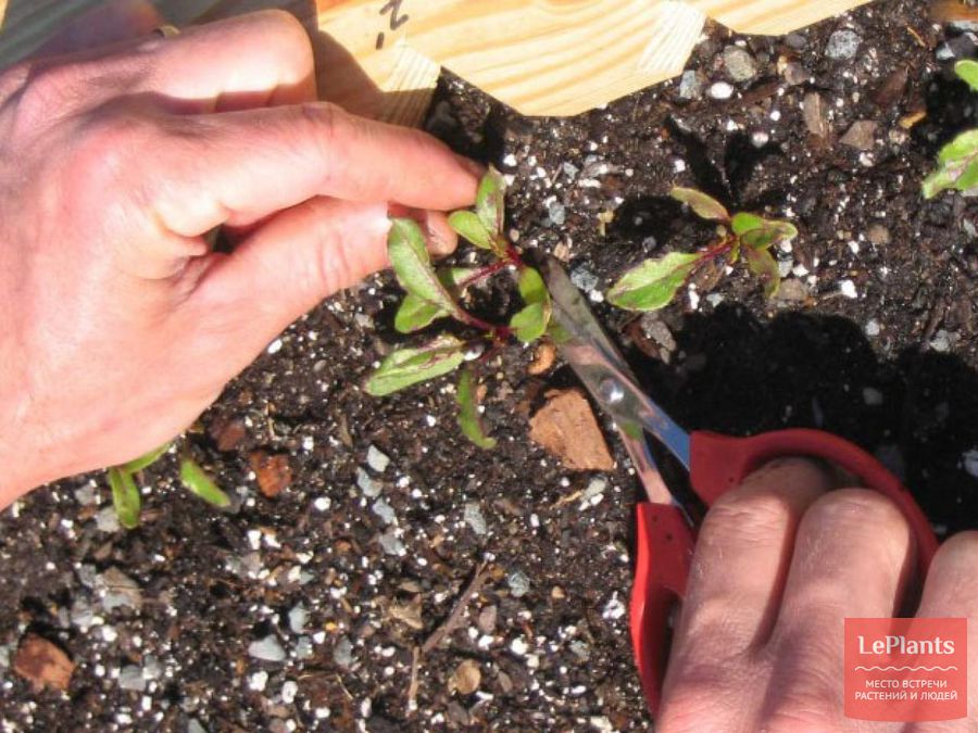 Выращиваем свеклу семенами в открытом грунте: варианты посадки зимой ивесной