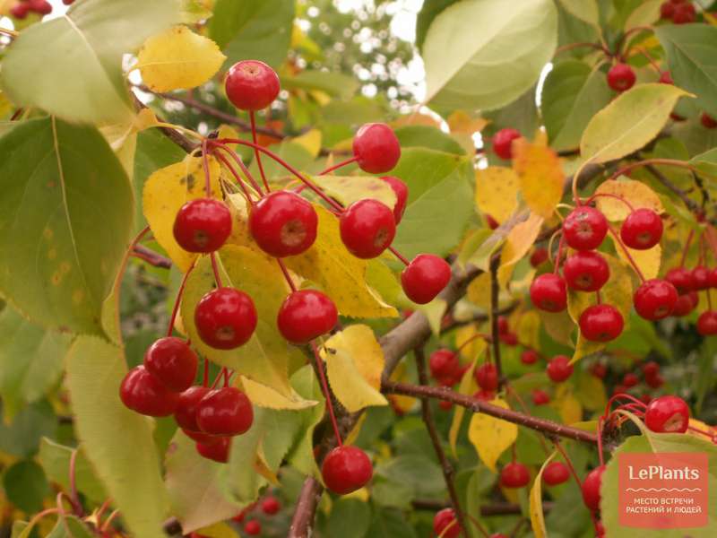 Яблоня ягодная (Malus baccata) — описание, выращивание, фото | на ...