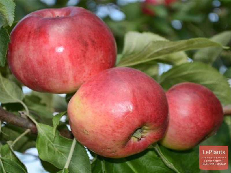 Яблоня 'Смуглянка' — описание сорта, характеристики | на LePlants.ru