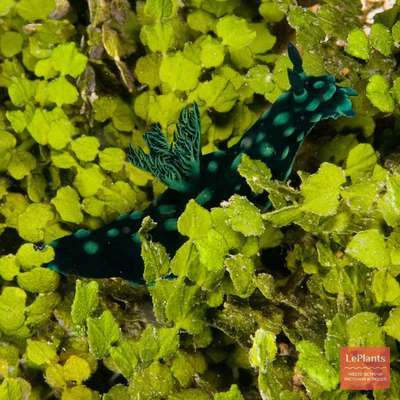 Халимеда Опунция