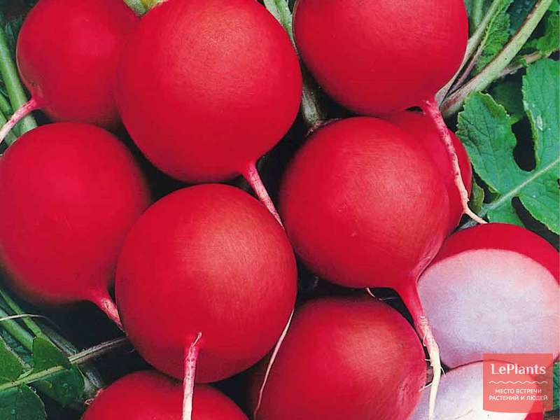 Редис 'Вюрцбургский 59' — описание сорта, характеристики | на LePlants.ru