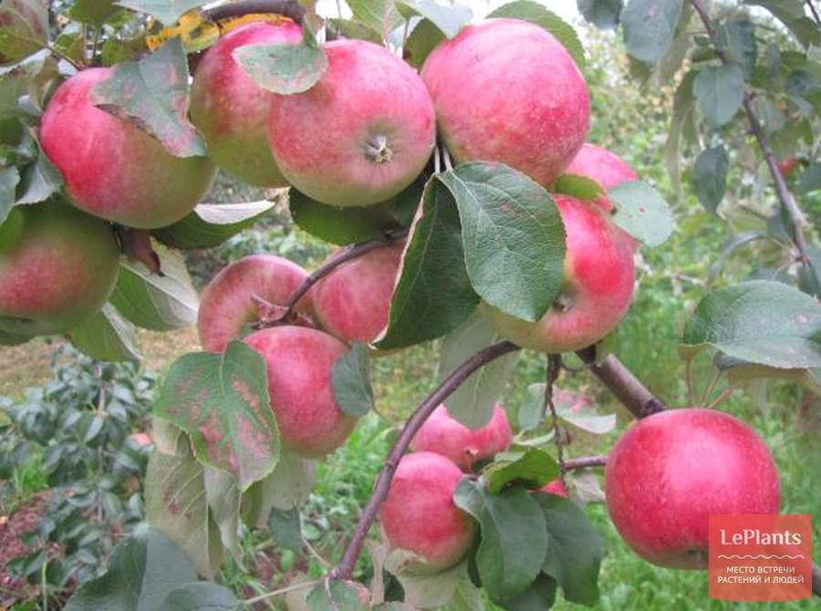 Яблоня Фореле — описание сорта, характеристики
