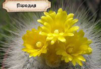 KAKTYC 2