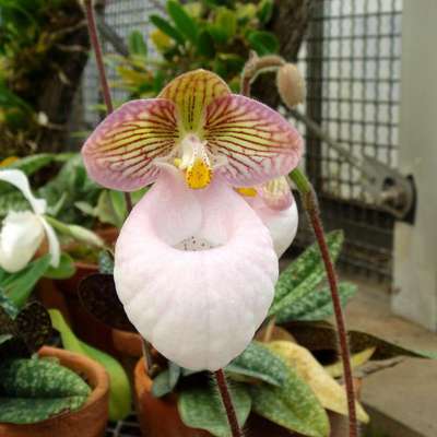 Новые редкие орхидеи представили на выставке «Аптекарского огорода»