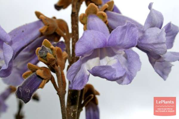 Павловния (Paulownia) — описание, выращивание, фото | на LePlants.ru