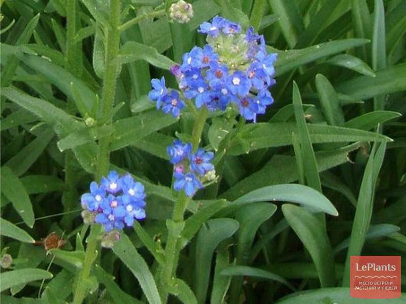 Anchusa cespitosa