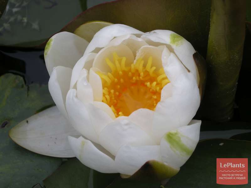 Нимфея белая (Nymphaea alba) — описание, выращивание, фото | на LePlants.ru