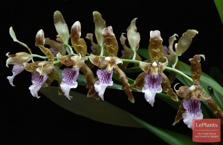 Орхидея Онцидиум Гарри