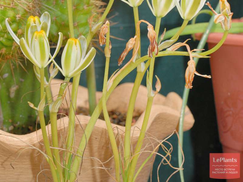 Альбука Нельсона (Albuca nelsonii) — описание, выращивание, фото | на ...