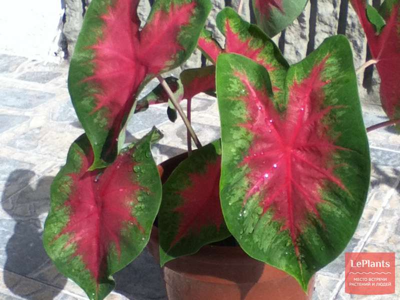 Каладиум фото комнатный Каладиум двухцветный (Caladium bicolor) - описание, выращивание, фото на LePlant